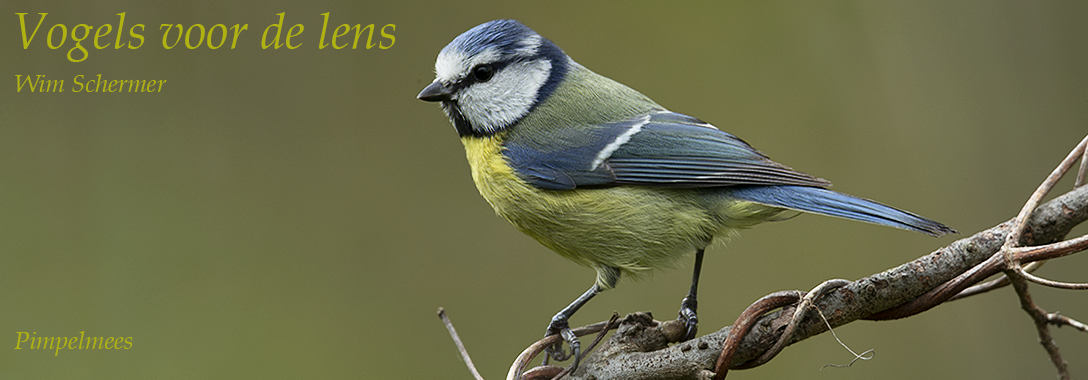 Wim Schermer Vogelfotografie