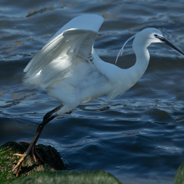 Kleine Zilverreiger