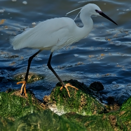 Kleine zilverreiger